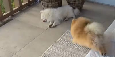 Ein Bruder und eine Schwester der Rasse Zwergspitz
