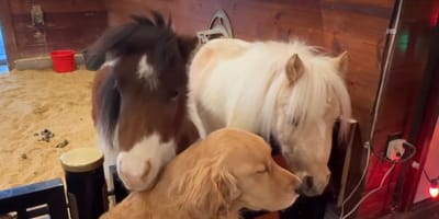 Een Golden Retriever en twee pony's