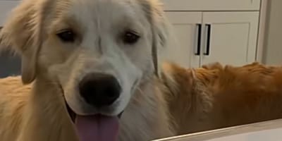 A Golden Retriever stepping into the water
