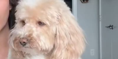 Un Goldendoodle