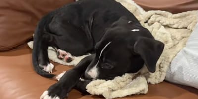 Un grand chiot allongé