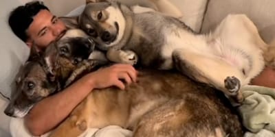 A man in bed with his dogs
