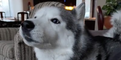 Un Husky