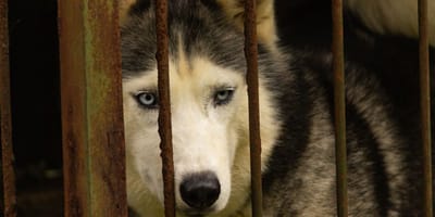 Un Husky au refuge