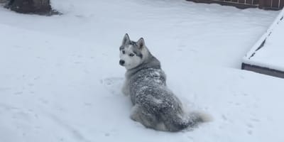 Un Husky dans la neige dans son jardin
