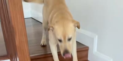 Un Labrador dans les escaliers