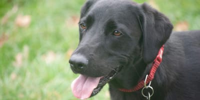 Een zwarte Labrador