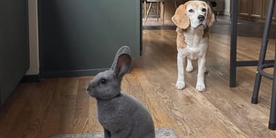 ein Kaninchen und ein Beagle in einer Küche