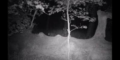 A wolf approaches stealthily