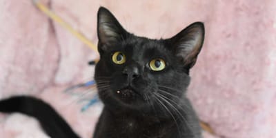 Gato negro arrojado desde un coche