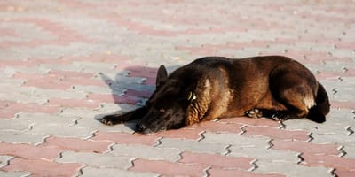 Un Malinois couché