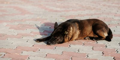 Pies rasy malinois porzucony na ulicy