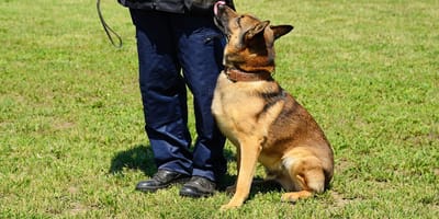 A Malinois and a police officer