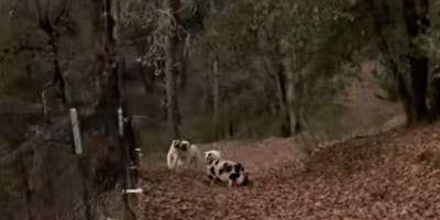 Un mouton et des chiens