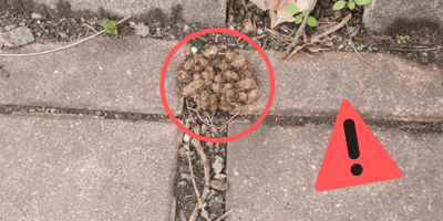 Een zeer giftig nest van de eikenprocessierups.