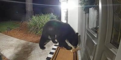 Un ours devant une maison