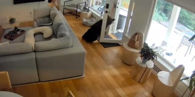 Un ours entre dans une maison