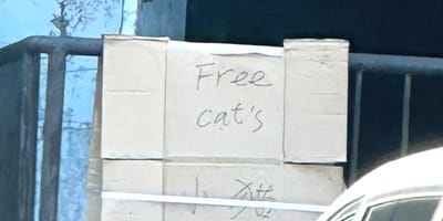 Ein Schild „Gratis-Katzen“