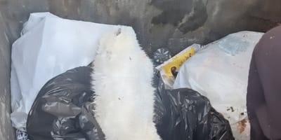 Ein kleines weißes Kätzchen im Müll