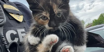 Un petit chaton