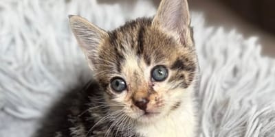 Un petit chaton