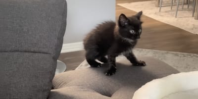 Un pequeño gatito negro en un salón