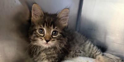 Un petit chaton tigré