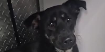 Un petit chien roumain