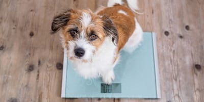 Un petit chien sur un pèse-personne