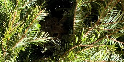 Ein kleines Raubtier, das sich in einem Garten versteckt