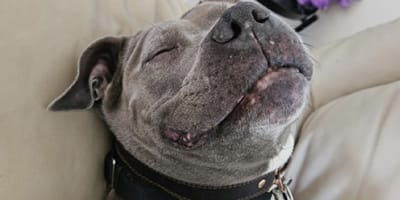 Un pitbull del rifugio sul punto di essere sottoposto a eutanasia