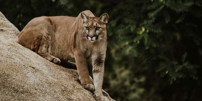 Un puma
