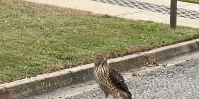 Een roofvogel op straat