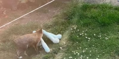Un renard dans un jardin