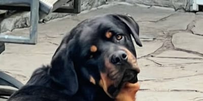 Un Rottweiler