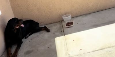 A Rottweiler
