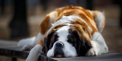 A St Bernard lying down