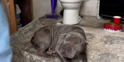 Een verlaten Shar-Pei
