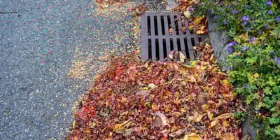 A pile of dead leaves