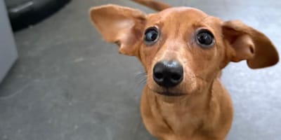 A Dachshund with XXL ears