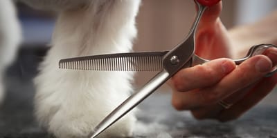 Un toiletteur pour chiens avec des ciseaux