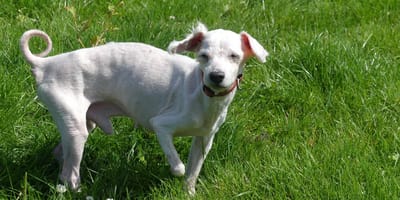 Un vieux chien à trois pattes