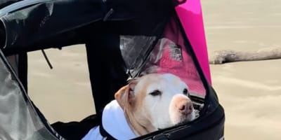 Een oude hond in een bolderkar