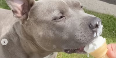 Un vieux chien près d'un glacier