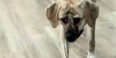Uncle il cane