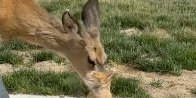 Une biche qui lèche un chat