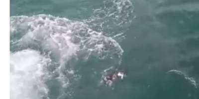 Un pelosetto nel mare