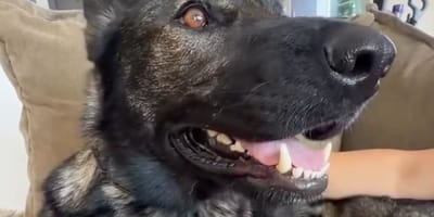 Une brave chienne