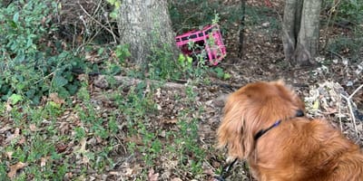 Une caisse rose abandonnée dans la nature