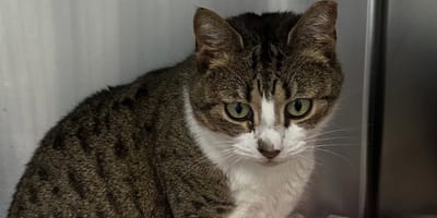 Une chatte a été trouvée seule dans la rue